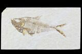 Diplomystus Fossil Fish - Wyoming #93988-1